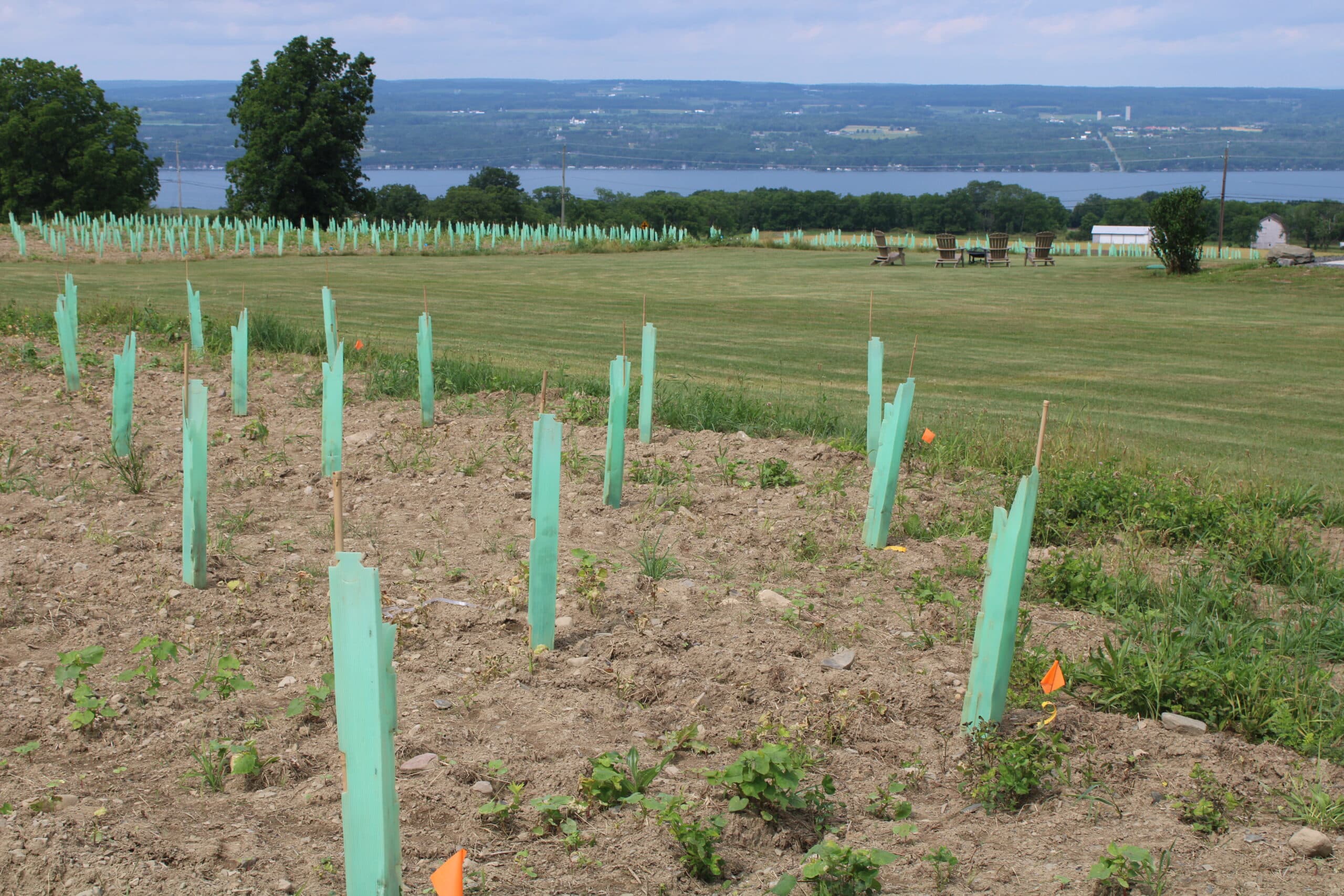 First Vineyard Planted